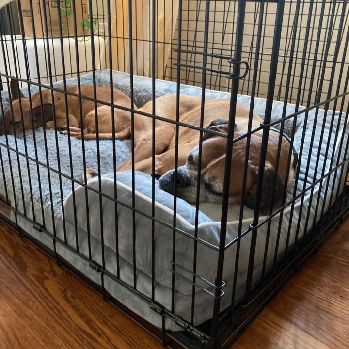 Biggie *bonded with Wrigley* 6