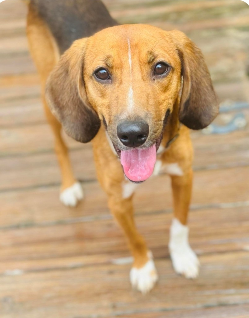 Butterstuff, an adoptable Affenpinscher, Treeing Walker Coonhound in St. Augustine, FL, 32084 | Photo Image 1