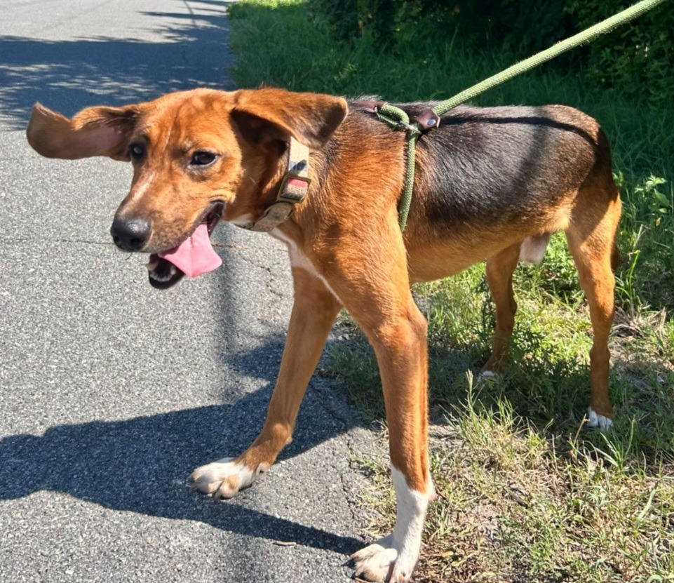 Butterstuff, an adoptable Affenpinscher, Treeing Walker Coonhound in St. Augustine, FL, 32084 | Photo Image 3