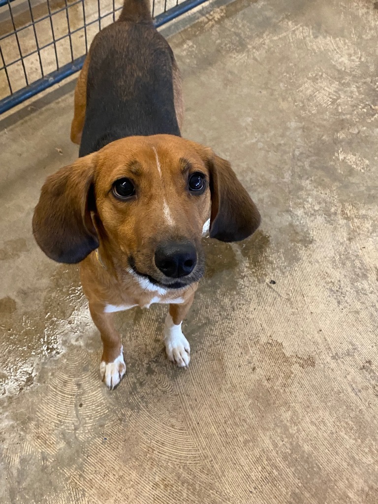 Butterstuff, an adoptable Affenpinscher, Treeing Walker Coonhound in St. Augustine, FL, 32084 | Photo Image 4