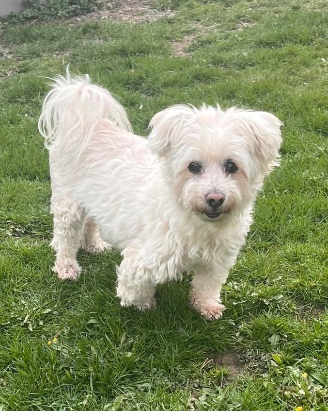 Buster, an adoptable Maltese in Libertyville, IL, 60048 | Photo Image 1