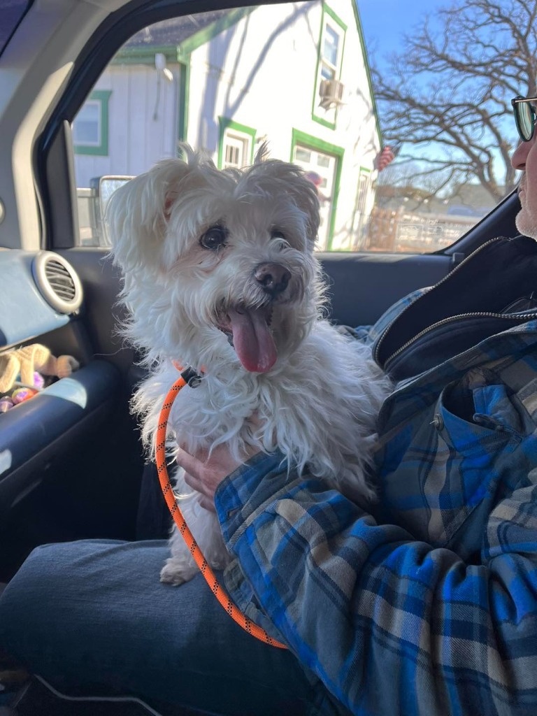 Buster, an adoptable Maltese in Libertyville, IL, 60048 | Photo Image 3