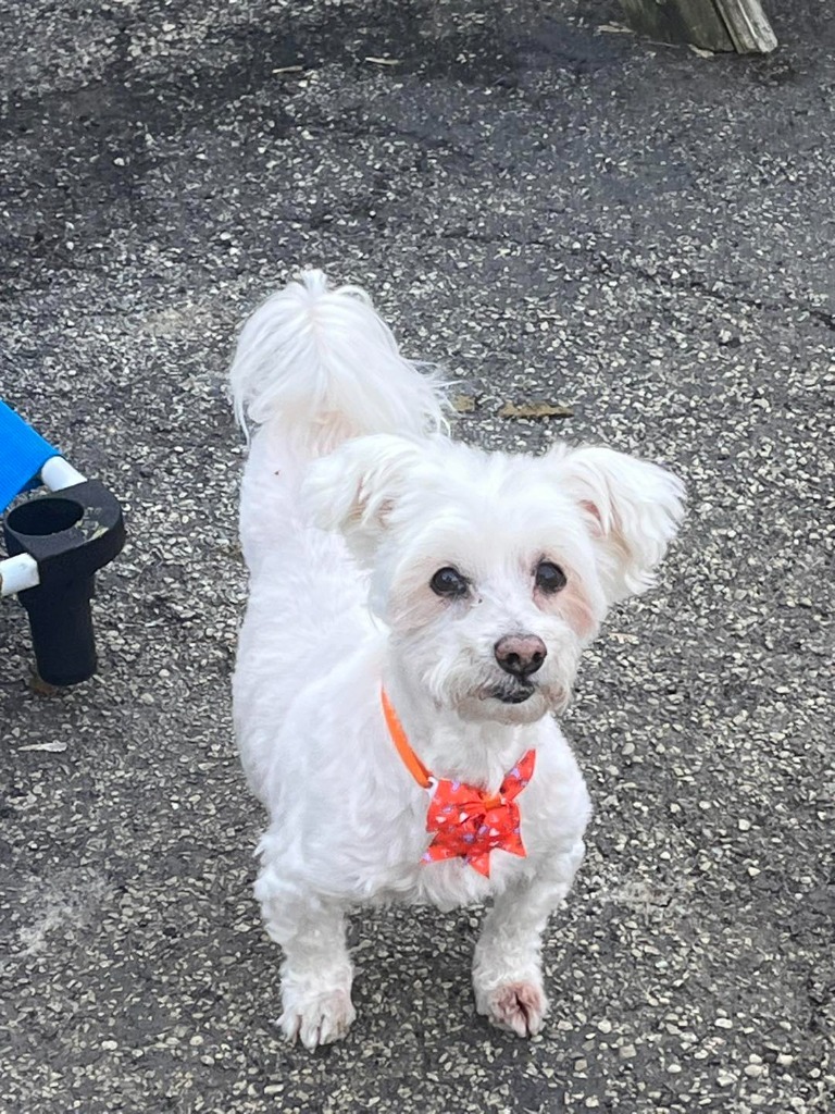 Buster, an adoptable Maltese in Libertyville, IL, 60048 | Photo Image 4