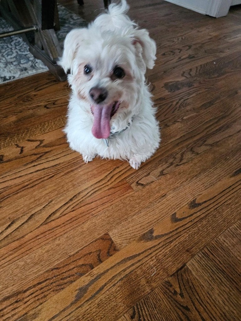 Buster, an adoptable Maltese in Libertyville, IL, 60048 | Photo Image 5