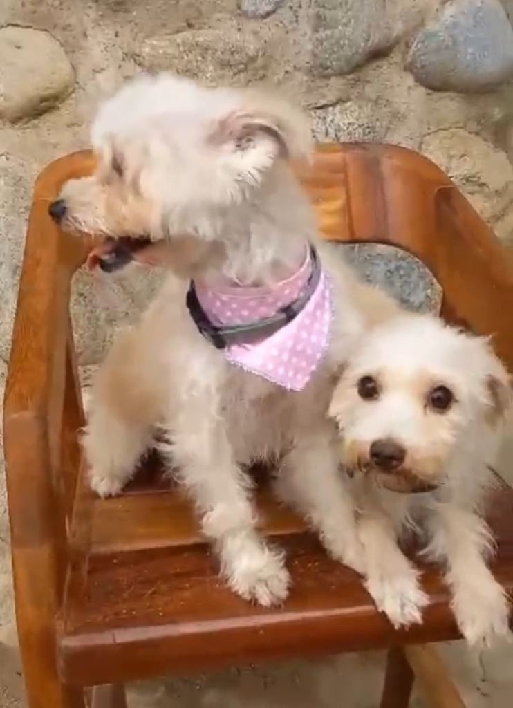 Mila and Milo, an adoptable Terrier in San Juan de Abajo, NAY, 63732 | Photo Image 1