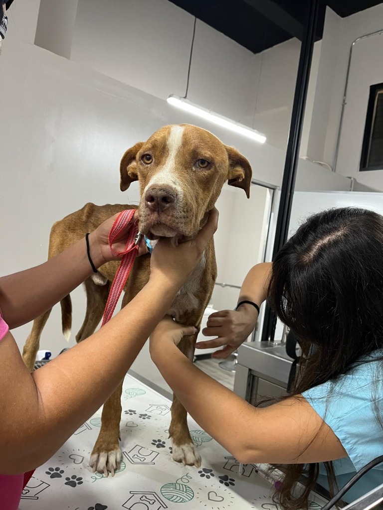 Canelo2, an adoptable Mixed Breed in San Juan de Abajo, NAY, 63732 | Photo Image 2