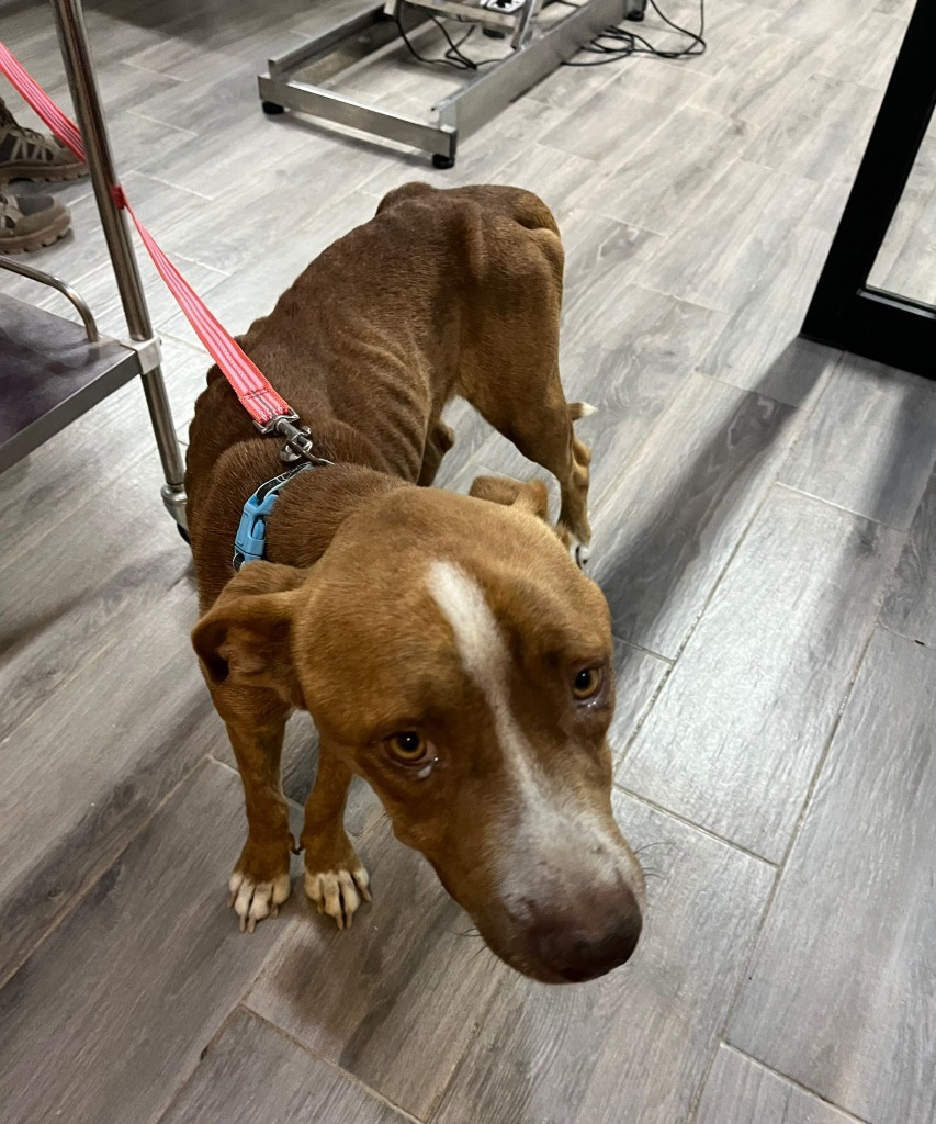 Canelo2, an adoptable Mixed Breed in San Juan de Abajo, NAY, 63732 | Photo Image 3