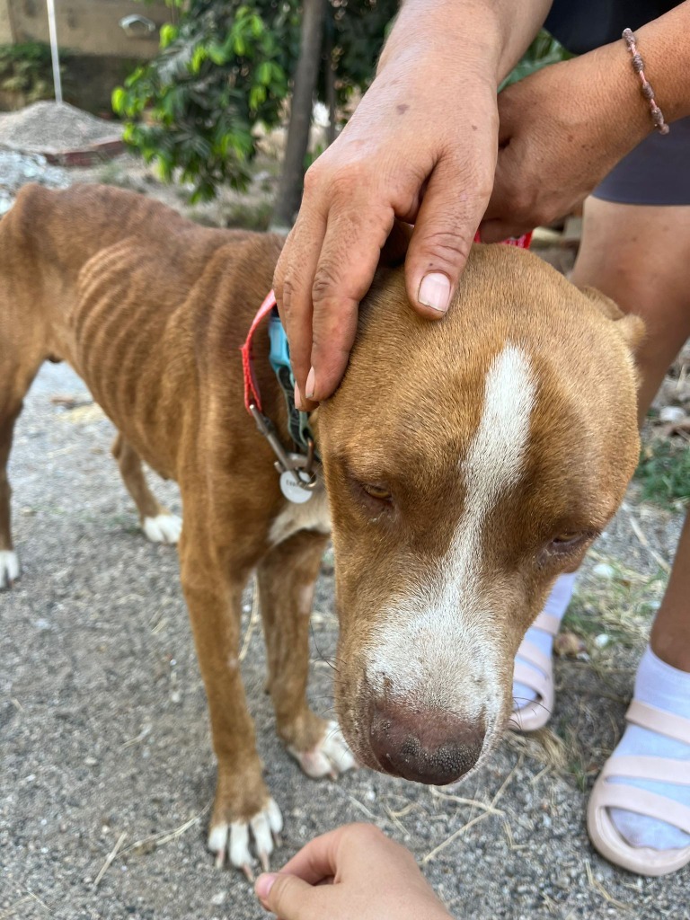 Canelo2, an adoptable Mixed Breed in San Juan de Abajo, NAY, 63732 | Photo Image 4