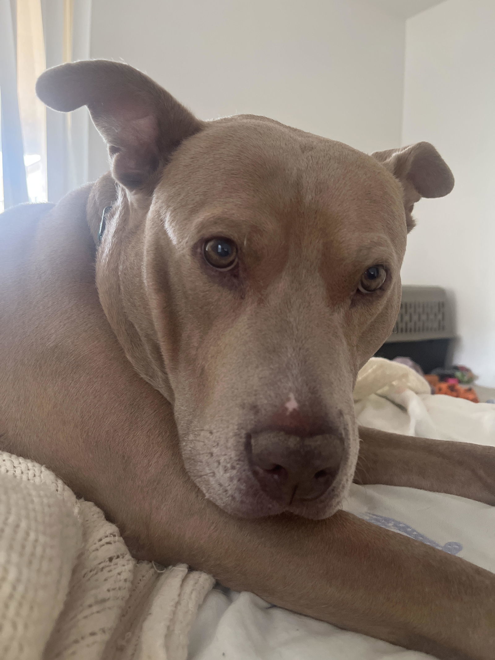 ROO, an adoptable Weimaraner, Staffordshire Bull Terrier in Chandler, AZ, 85249 | Photo Image 2