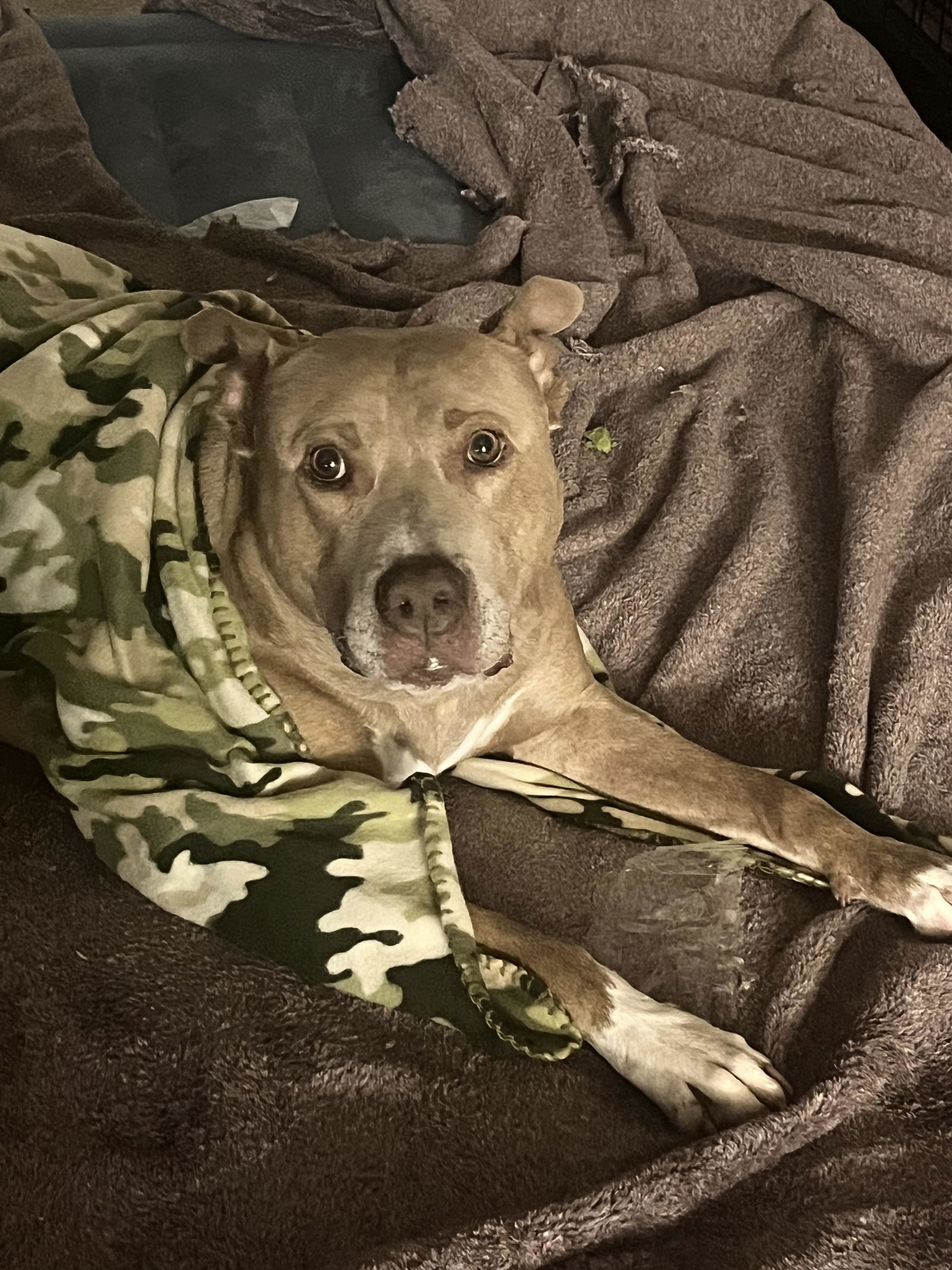 ROO, an adoptable Weimaraner, Staffordshire Bull Terrier in Chandler, AZ, 85249 | Photo Image 3