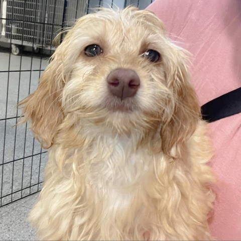 Cooper, an adoptable Cockapoo in West Chester, PA, 19382 | Photo Image 3