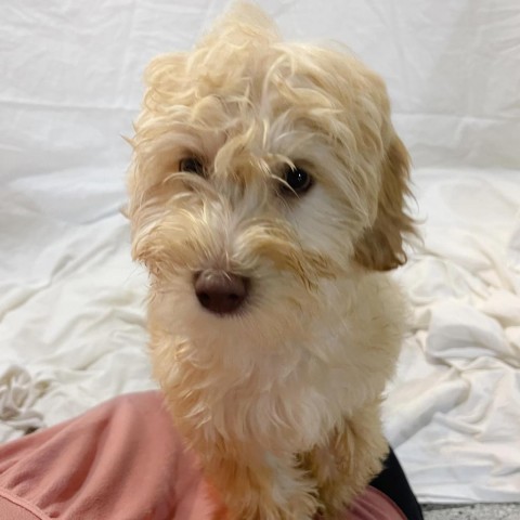 Demi, an adoptable Cockapoo in West Chester, PA, 19382 | Photo Image 1