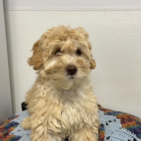 Demi, an adoptable Cockapoo in West Chester, PA, 19382 | Photo Image 4