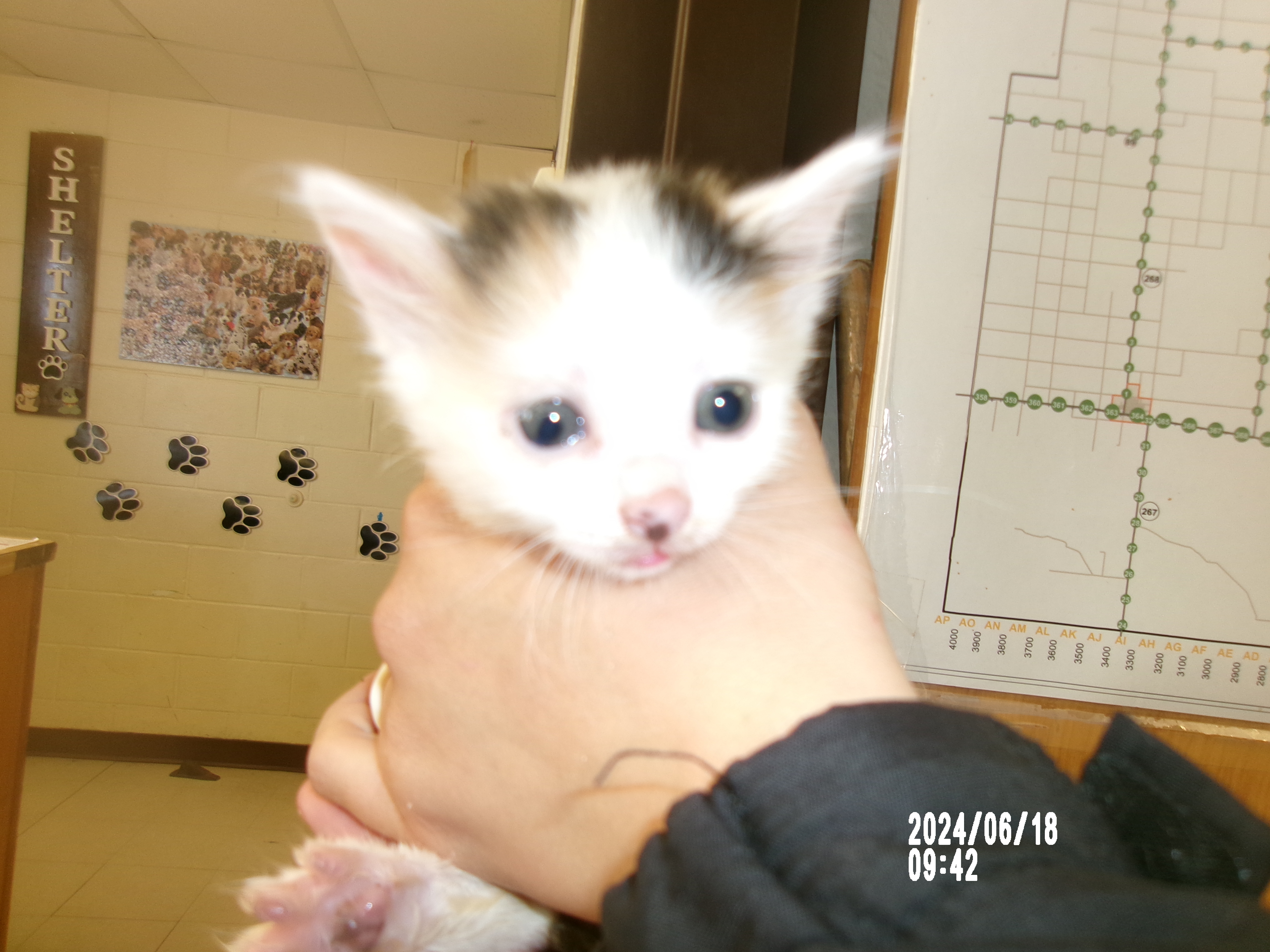 Hope, an adoptable Domestic Short Hair in Clovis, NM, 88101 | Photo Image 1