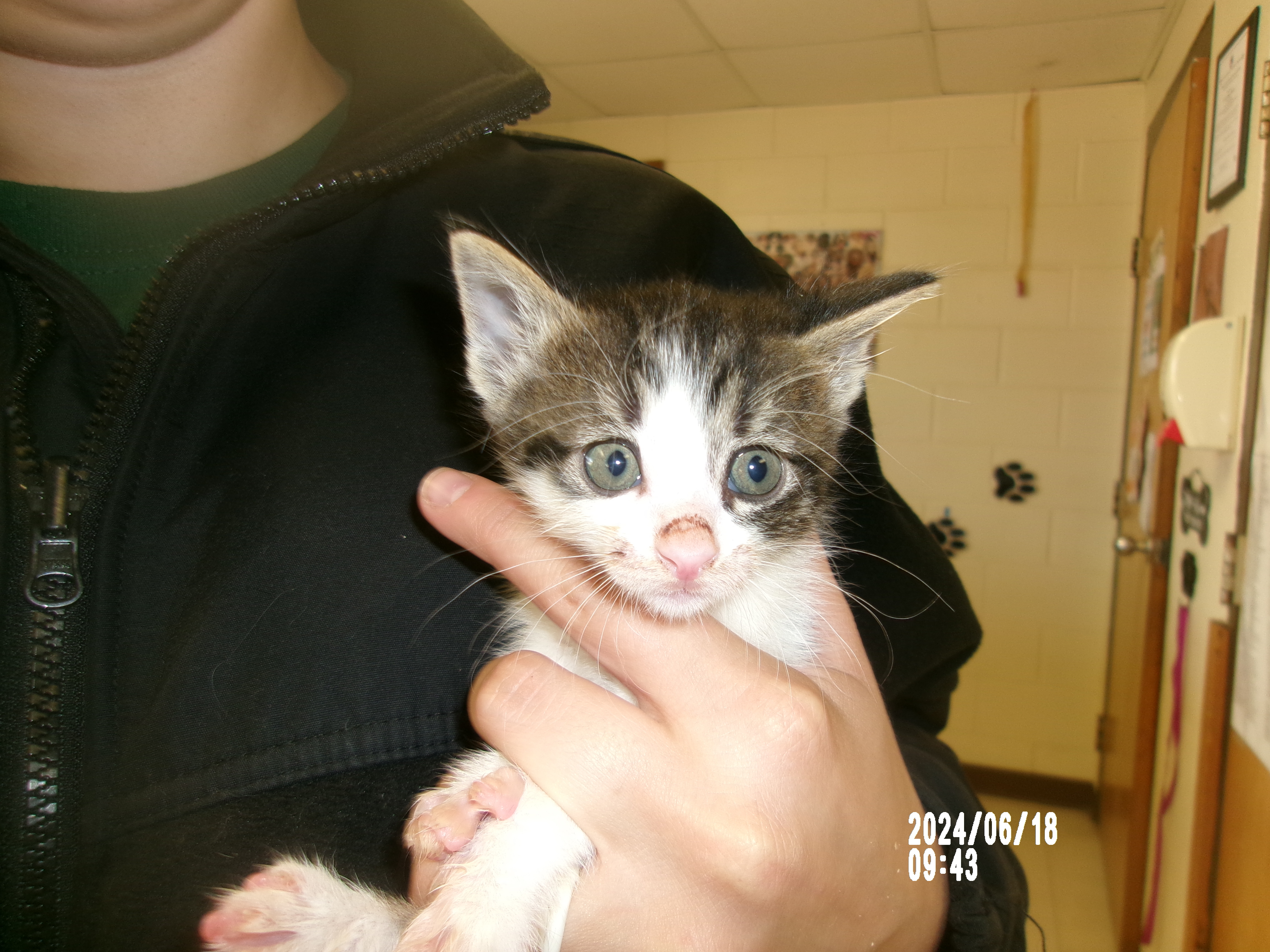 Pride, an adoptable Domestic Short Hair in Clovis, NM, 88101 | Photo Image 1