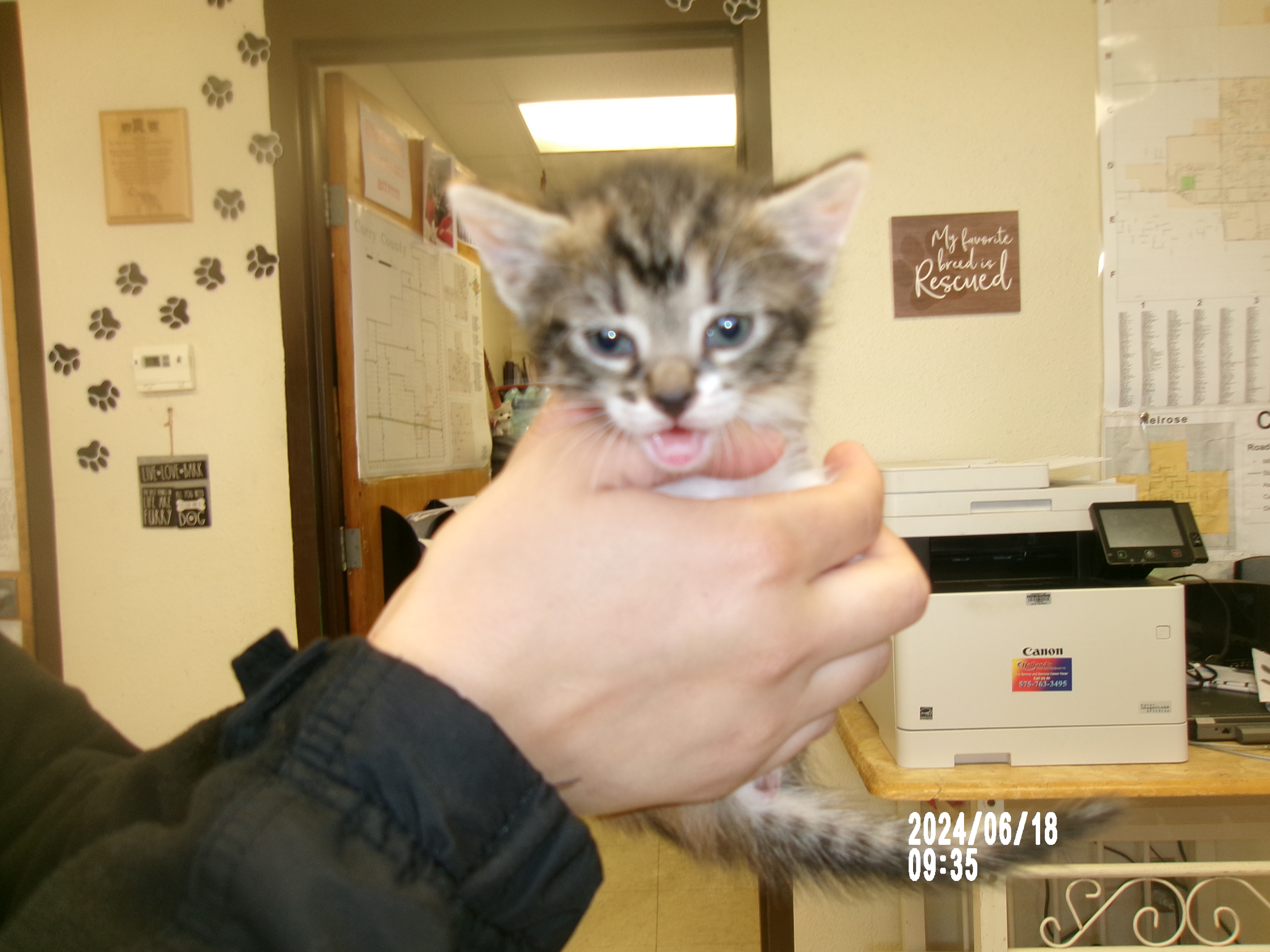 Faith, an adoptable Domestic Short Hair in Clovis, NM, 88101 | Photo Image 1