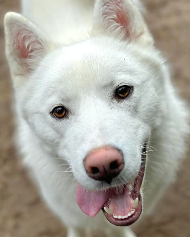 Snow, an adoptable Siberian Husky, Samoyed in Millersville, MD, 21108 | Photo Image 1