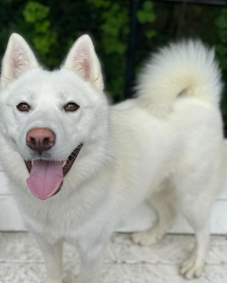 Snow - ON HOLD - NO MORE APPLICATIONS, an adoptable Siberian Husky, Samoyed in Millersville, MD, 21108 | Photo Image 2