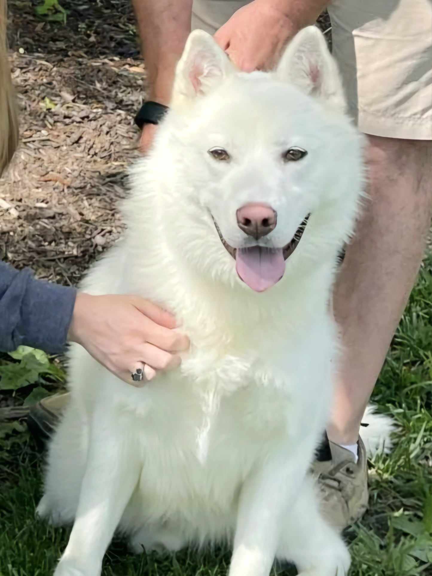 Snow, an adoptable Siberian Husky, Samoyed in Millersville, MD, 21108 | Photo Image 3