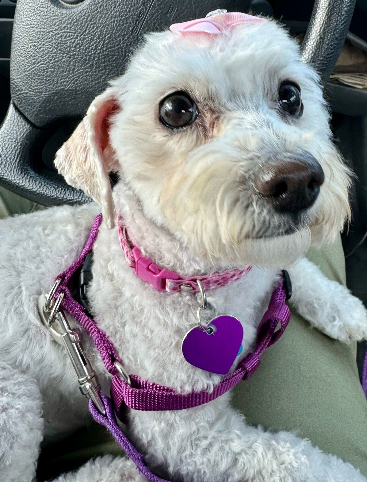 Queenie, an adoptable Maltese, Poodle in Aurora, CO, 80012 | Photo Image 1