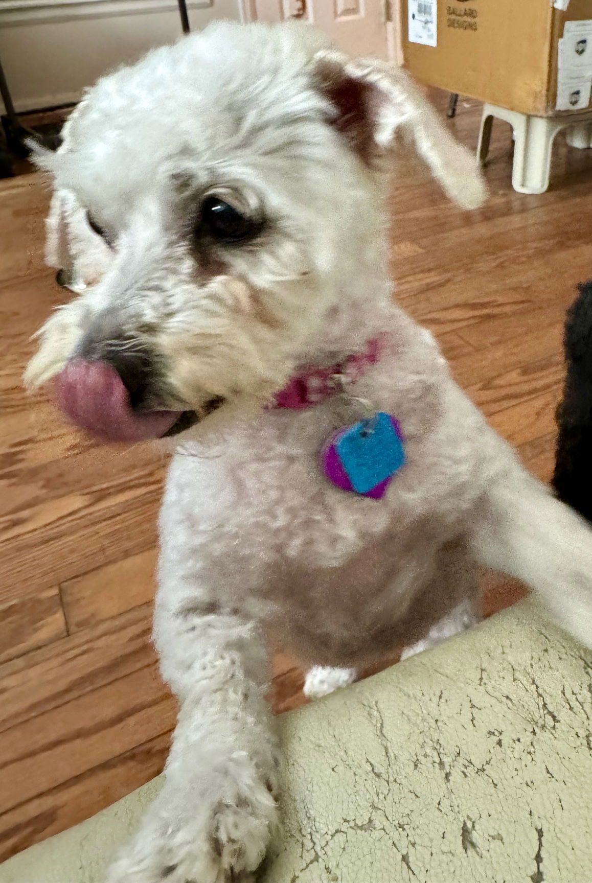 Queenie, an adoptable Maltese, Poodle in Aurora, CO, 80012 | Photo Image 2