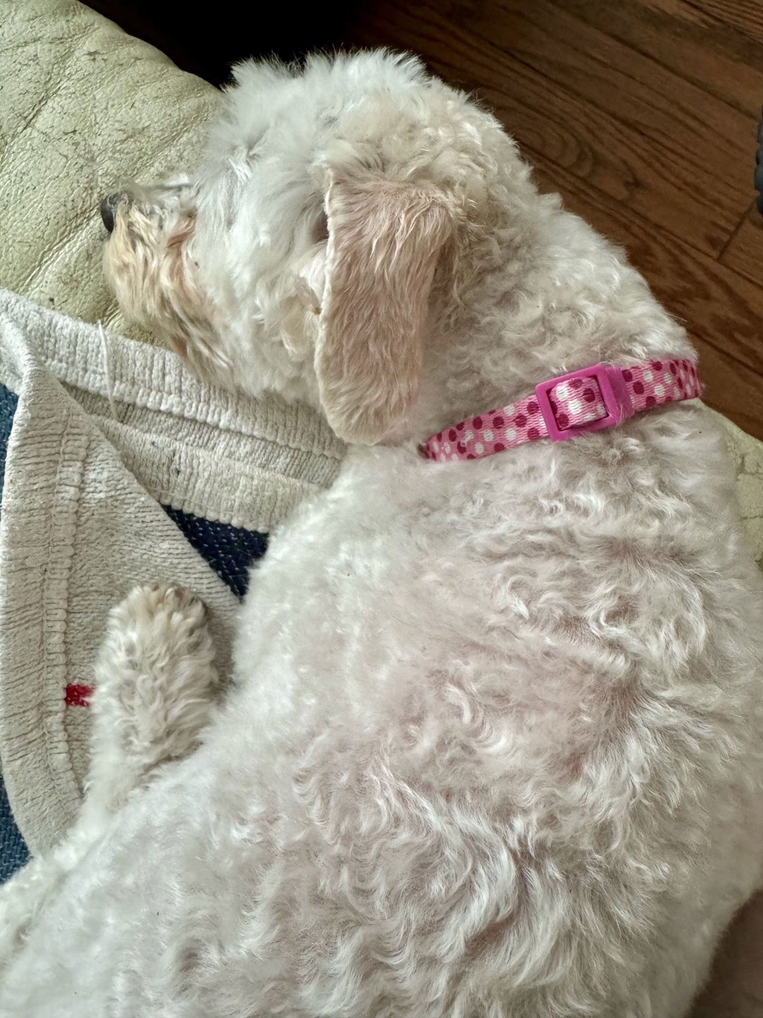 Queenie, an adoptable Maltese, Poodle in Aurora, CO, 80012 | Photo Image 3