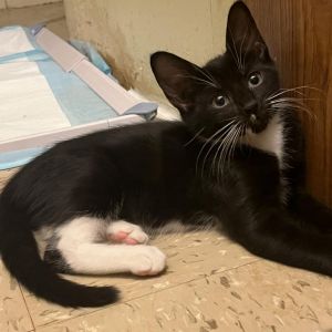 Soul, Young Female Domestic Short Hair