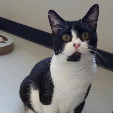 Cruella, an adoptable American Shorthair in Ponca City, OK, 74604 | Photo Image 1