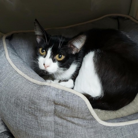 Cruella, an adoptable American Shorthair in Ponca City, OK, 74604 | Photo Image 2