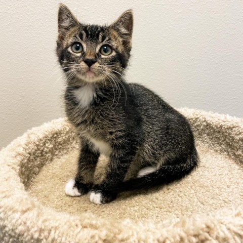 Lyric, an adoptable Domestic Short Hair in Great Falls, MT, 59404 | Photo Image 1