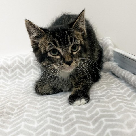 Lyric, an adoptable Domestic Short Hair in Great Falls, MT, 59404 | Photo Image 2