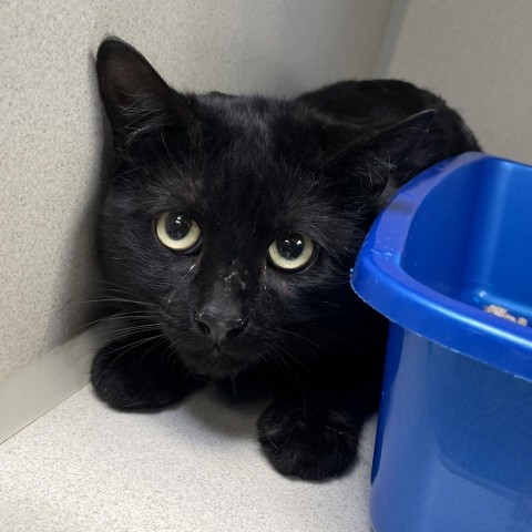 Pop, an adoptable Domestic Short Hair in Great Falls, MT, 59404 | Photo Image 1