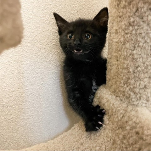 Spider, an adoptable Domestic Short Hair in Great Falls, MT, 59404 | Photo Image 1