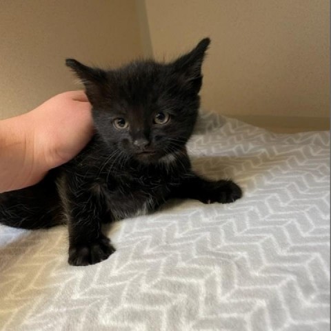 Spider, an adoptable Domestic Short Hair in Great Falls, MT, 59404 | Photo Image 2