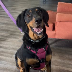 Nikki, Adult Female Hound