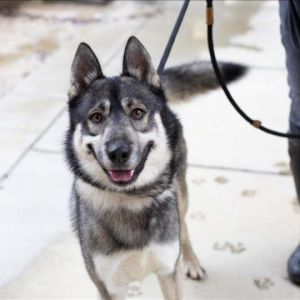 Holden, Adult Male Siberian Husky