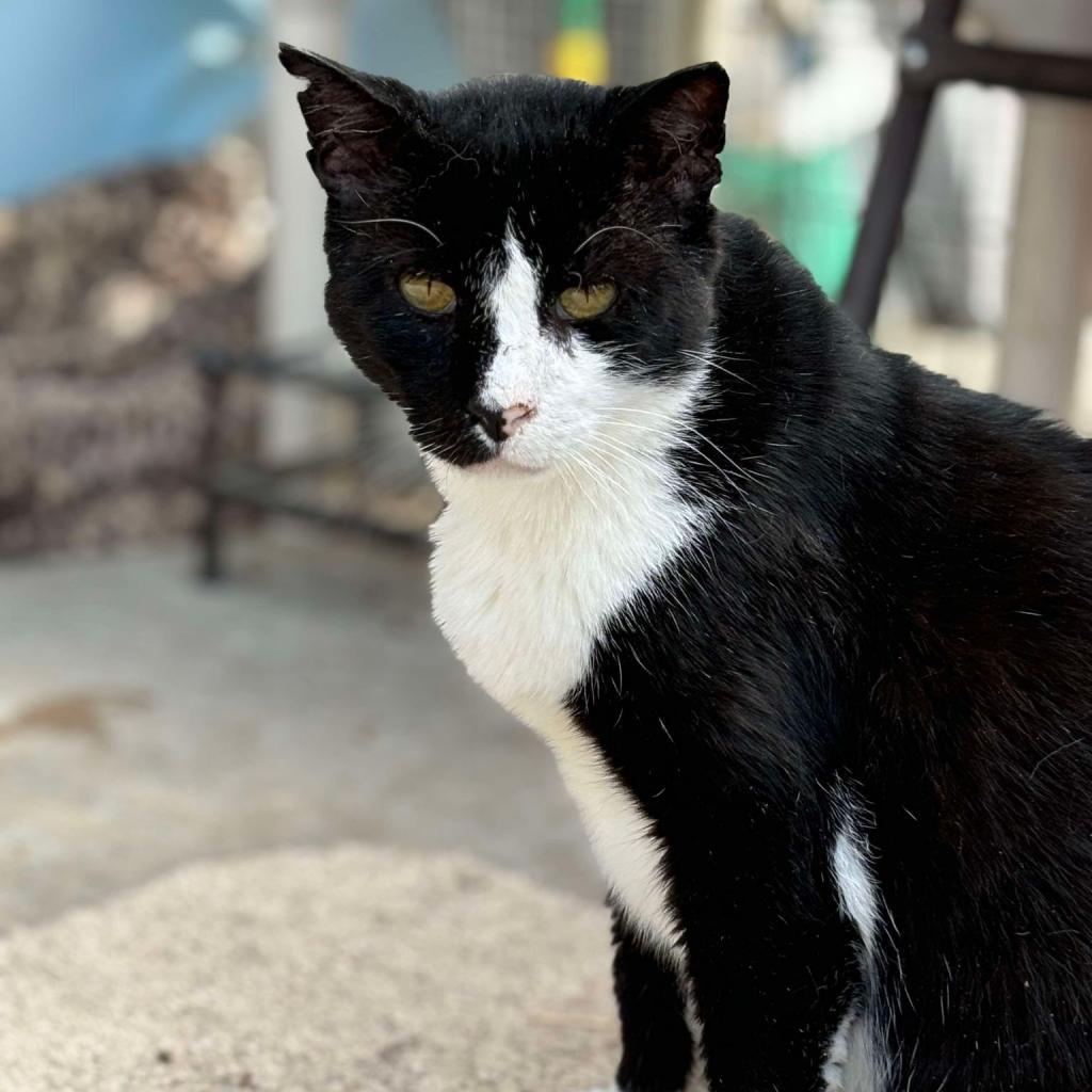 Bill, an adoptable Domestic Short Hair in Sheridan, WY, 82801 | Photo Image 1