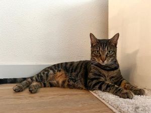 Schmuel Domestic Short Hair Cat