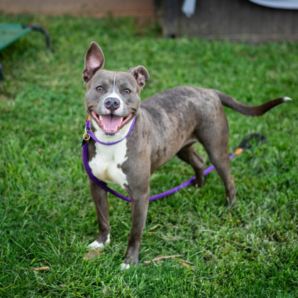 Remy - TA ADOPTED 1