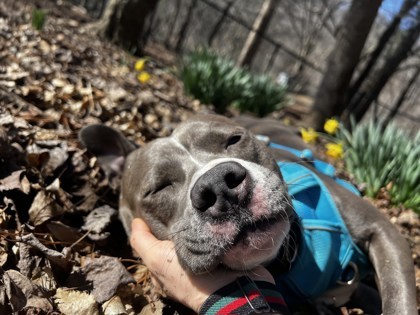Remy - TA ADOPTED 3