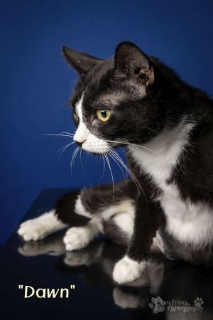 Adoption Fee includes SpayNeuter Age Appropriate Vaccines and Dewormed Flea Treatment if needed