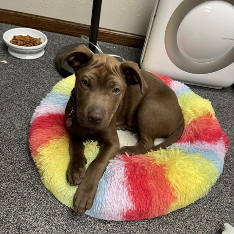 Carmella, an adoptable Mixed Breed, American Staffordshire Terrier in Bismarck, ND, 58507 | Photo Image 1