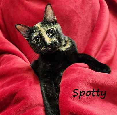 Spotty #sister-of-Juniper 2