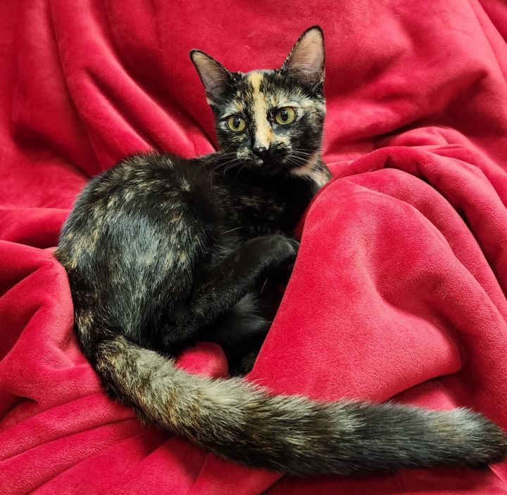 Spotty #sister-of-Juniper 5