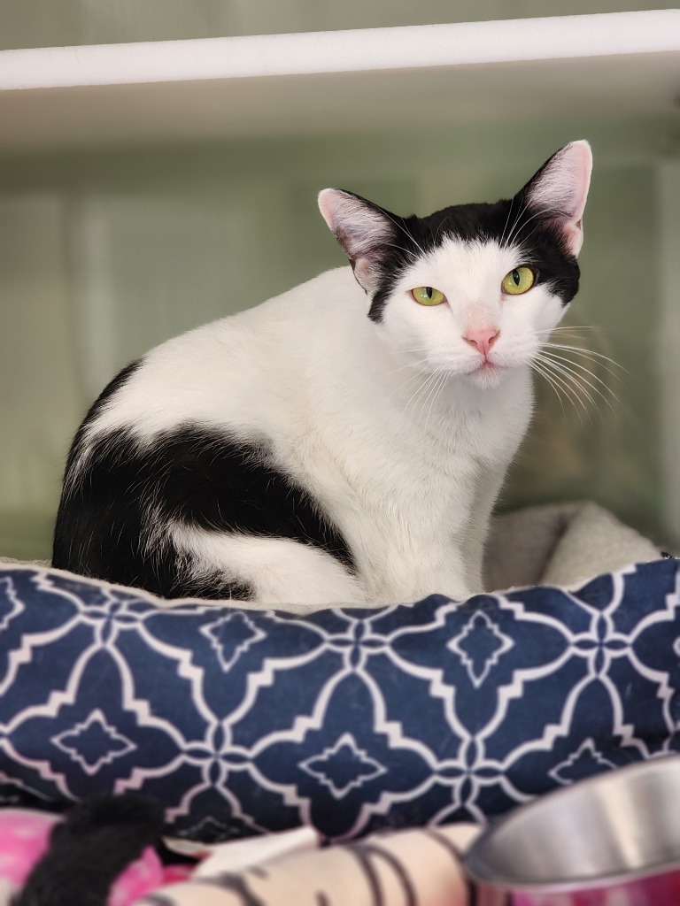 Tyler, an adoptable Domestic Short Hair in Carthage, MO, 64836 | Photo Image 1