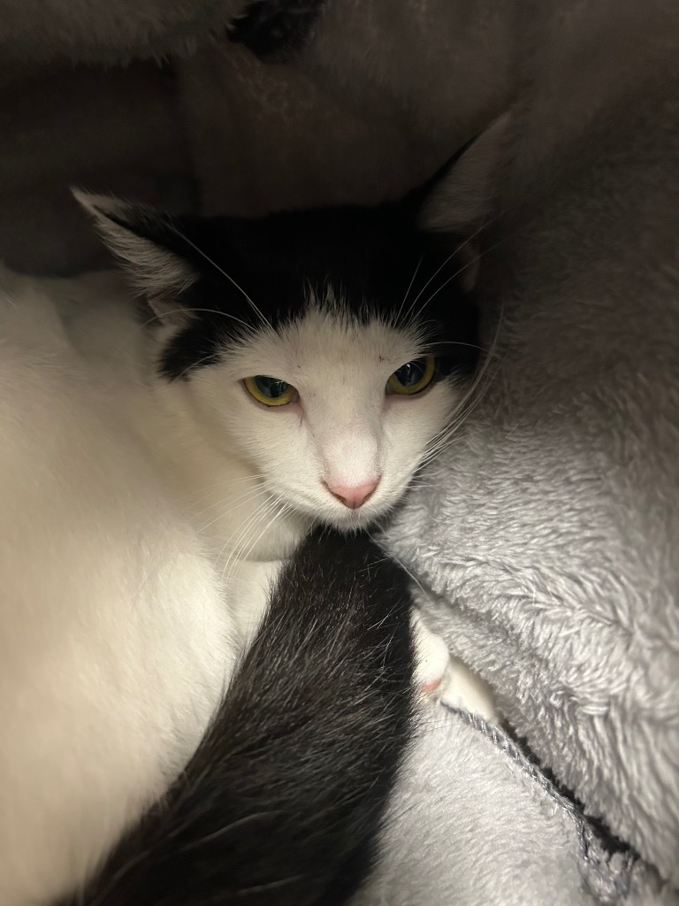 Tyler, an adoptable Domestic Short Hair in Carthage, MO, 64836 | Photo Image 2
