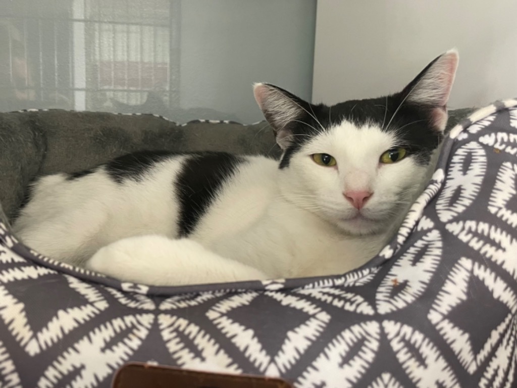 Tyler, an adoptable Domestic Short Hair in Carthage, MO, 64836 | Photo Image 3