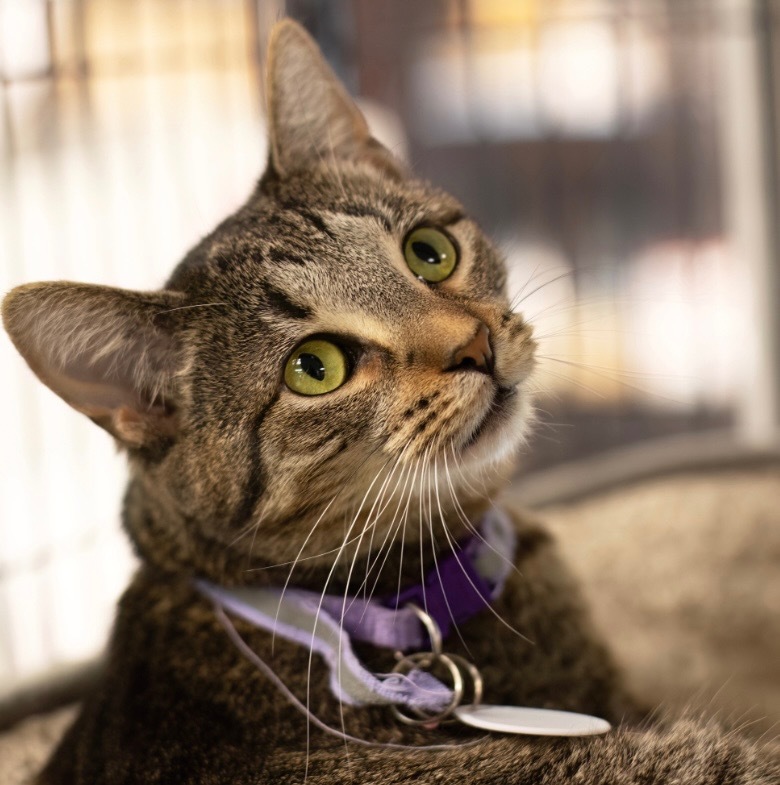 Zara, an adoptable Domestic Short Hair in Saginaw, MI, 48604 | Photo Image 1