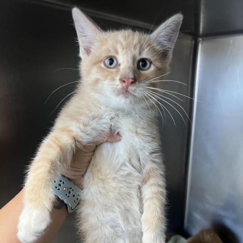 Van, an adoptable Domestic Medium Hair in Garden City, KS, 67846 | Photo Image 1