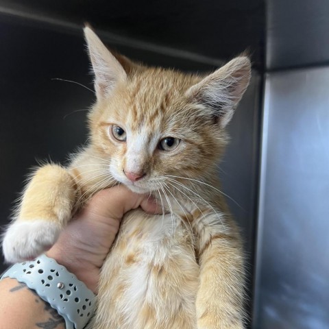 Cleetus, an adoptable Domestic Medium Hair in Garden City, KS, 67846 | Photo Image 1